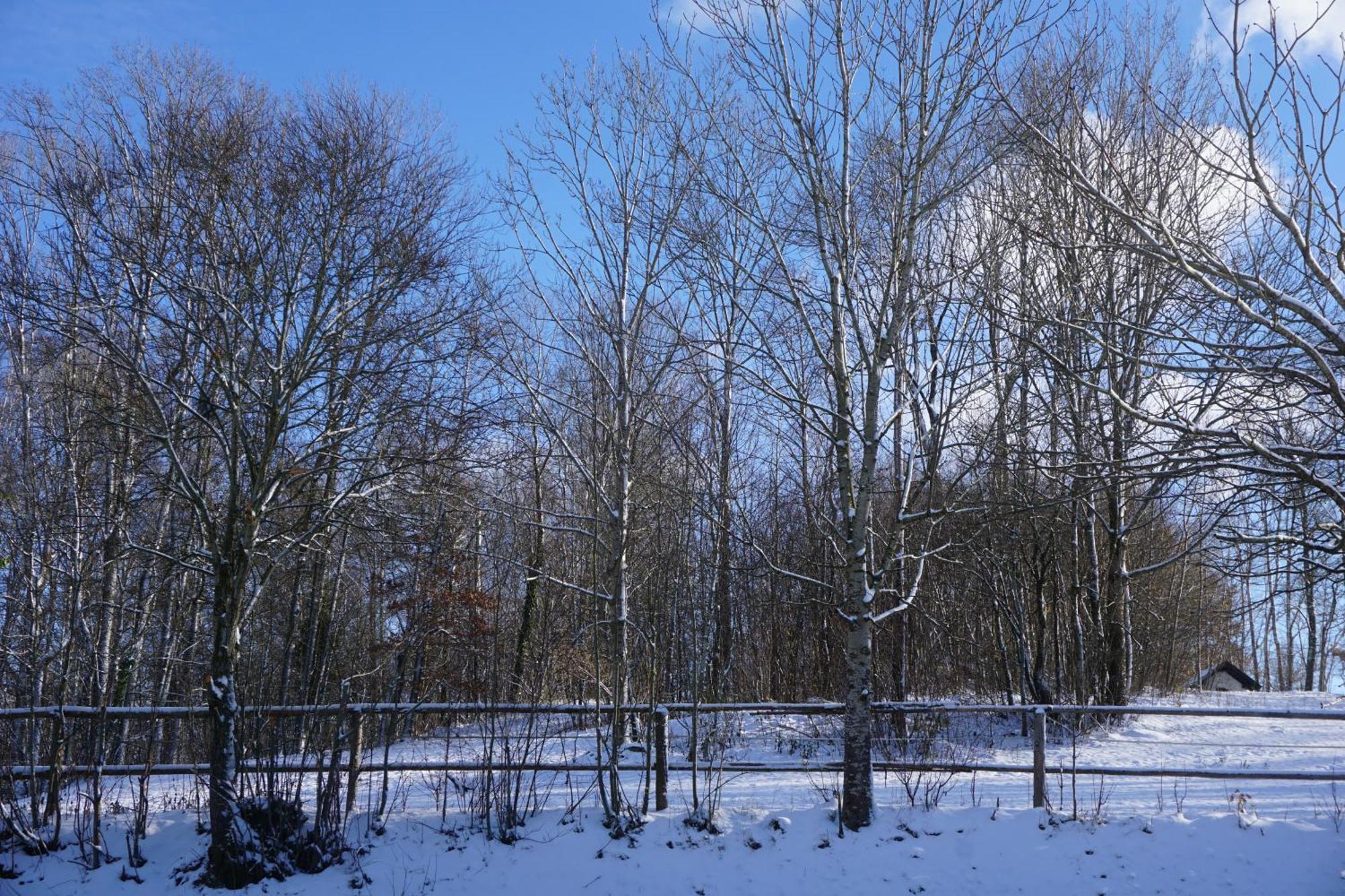 Ferienhaus Waldzeit *